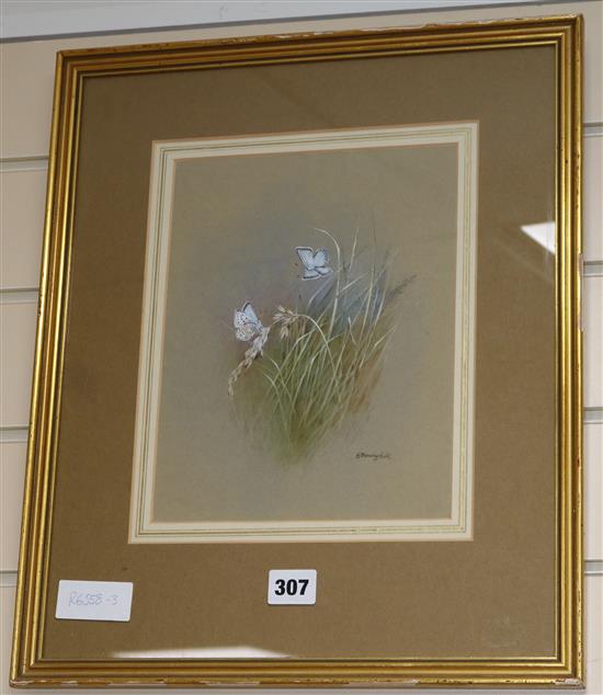 Gordon Benningfield, watercolour, Chalkhill Blue Butterflies, signed, Morland Gallery label verso, 25 x 20cm